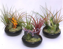Tillandsia in nature bowl